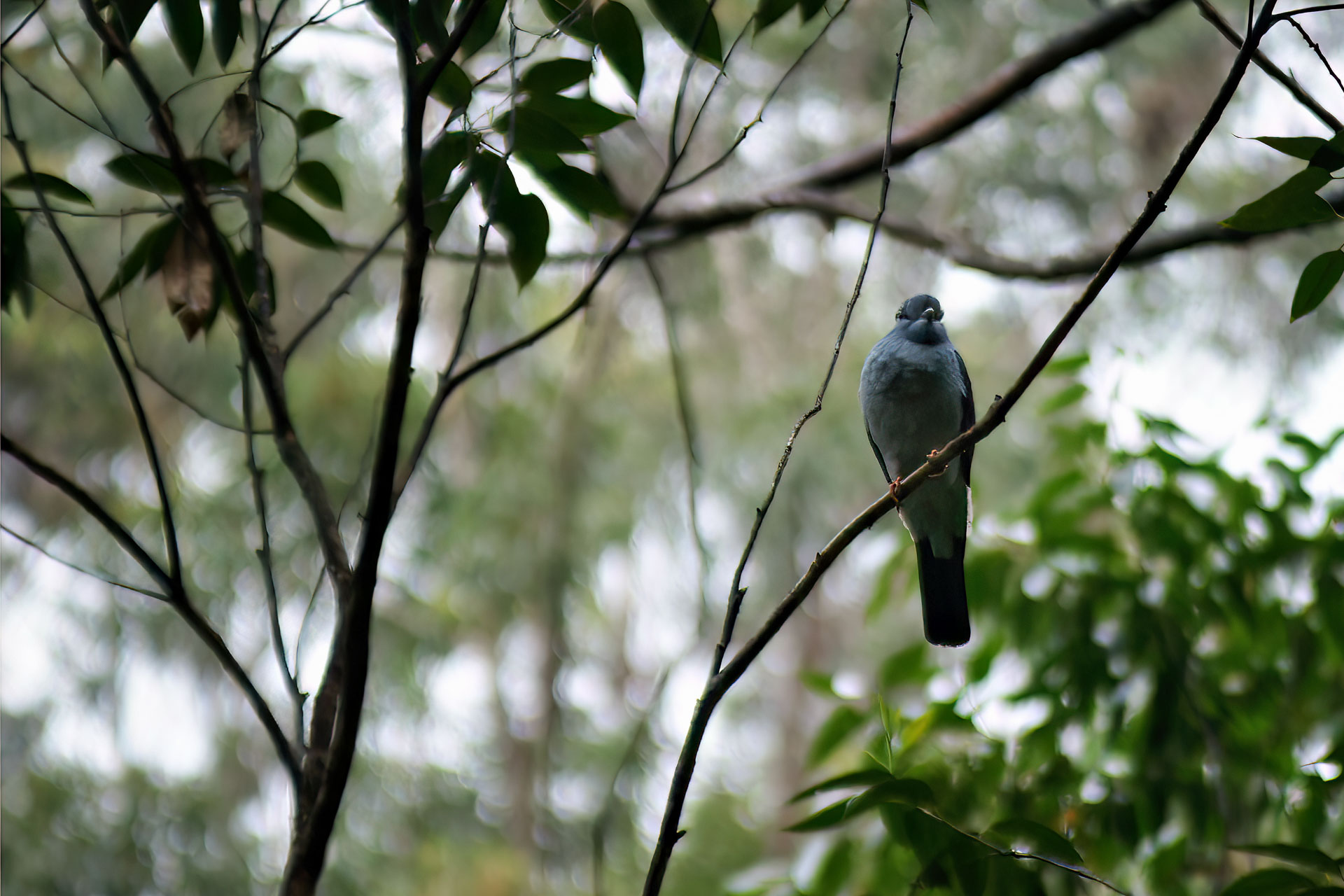 Kuckucksroller (Leptosomus discolor) oder Kurol